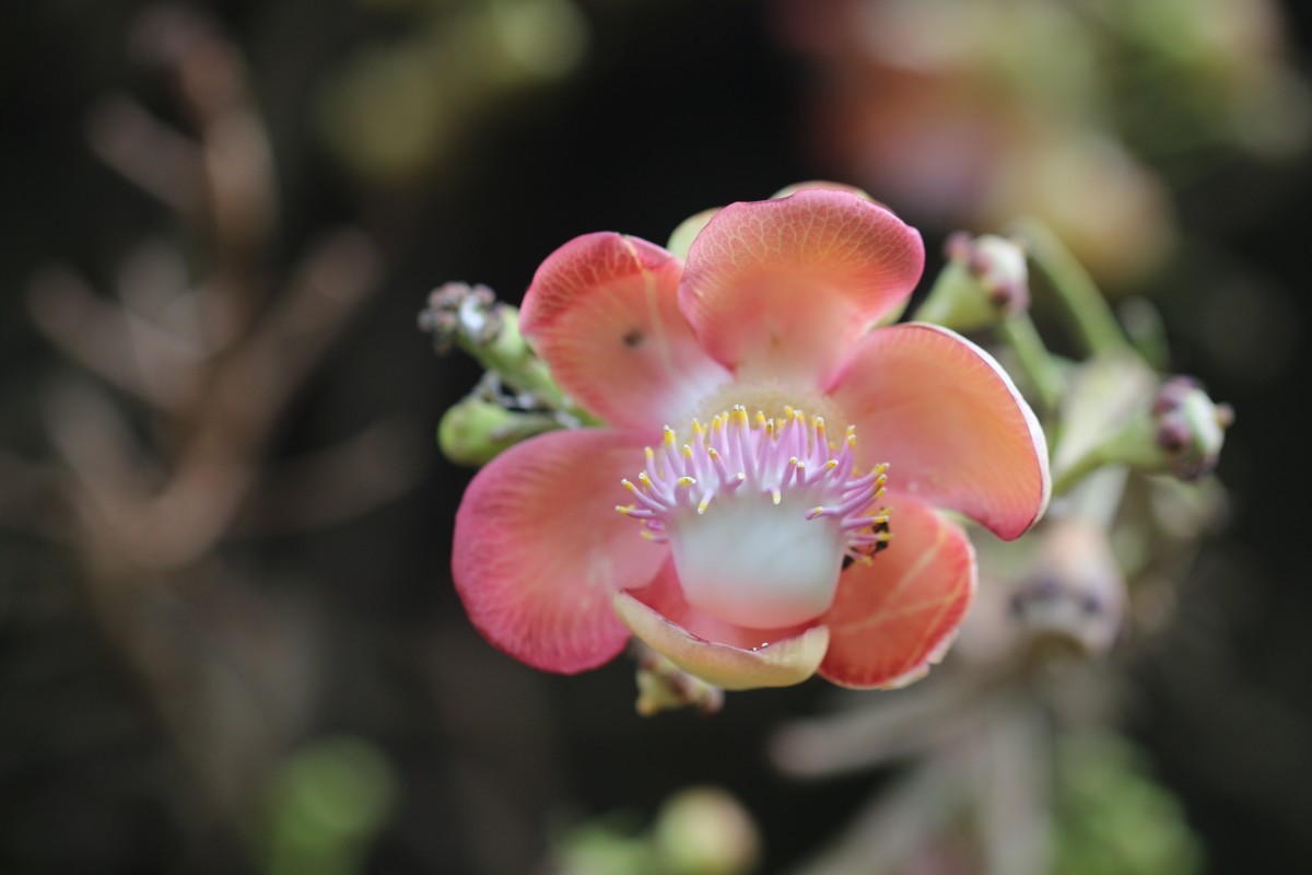 Couroupita guianensis Aubl.